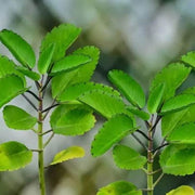 Life Plant Bryophyllum Pinnatum Seeds - Herbal Seeds