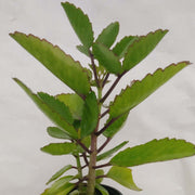 Bryophyllum pinnatum Seeds - Herbal Seeds