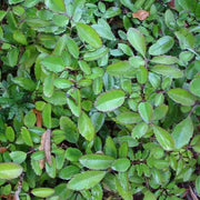 Bryophyllum pinnatum Seeds - Herbal Seeds