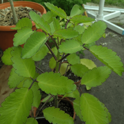 Bryophyllum pinnatum - Herbal Seeds
