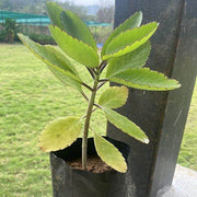 Bryophyllum pinnatum - Herbal Seeds