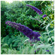 Purple Butterfly Bush Buddleia Davidii Seeds