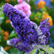 Purple Butterfly Bush Buddleia Davidii Seeds