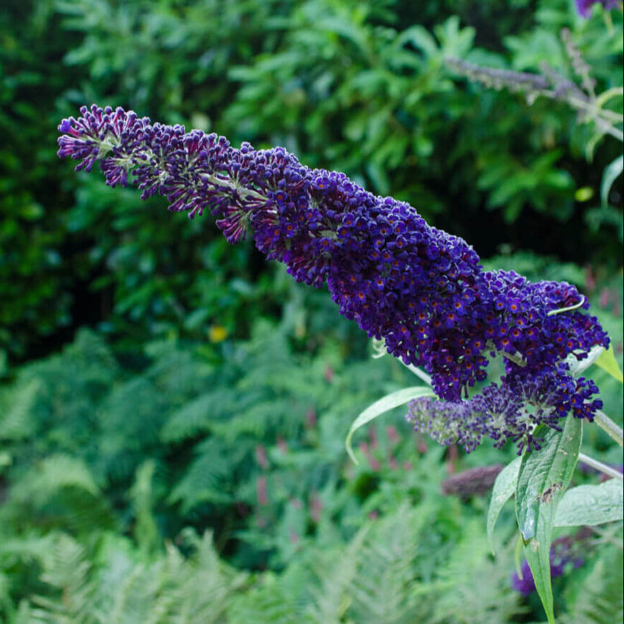 Purple Butterfly Bush Buddleia Davidii Seeds
