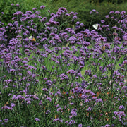 Verbena Seeds – Verbena × hybrida
