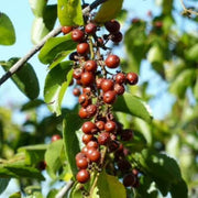 Buffalo Thorn Jujube Seeds