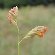 Bouteloua Dactyloides Buffalo Seeds