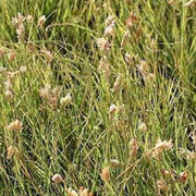 Bouteloua Dactyloides Buffalo Seeds