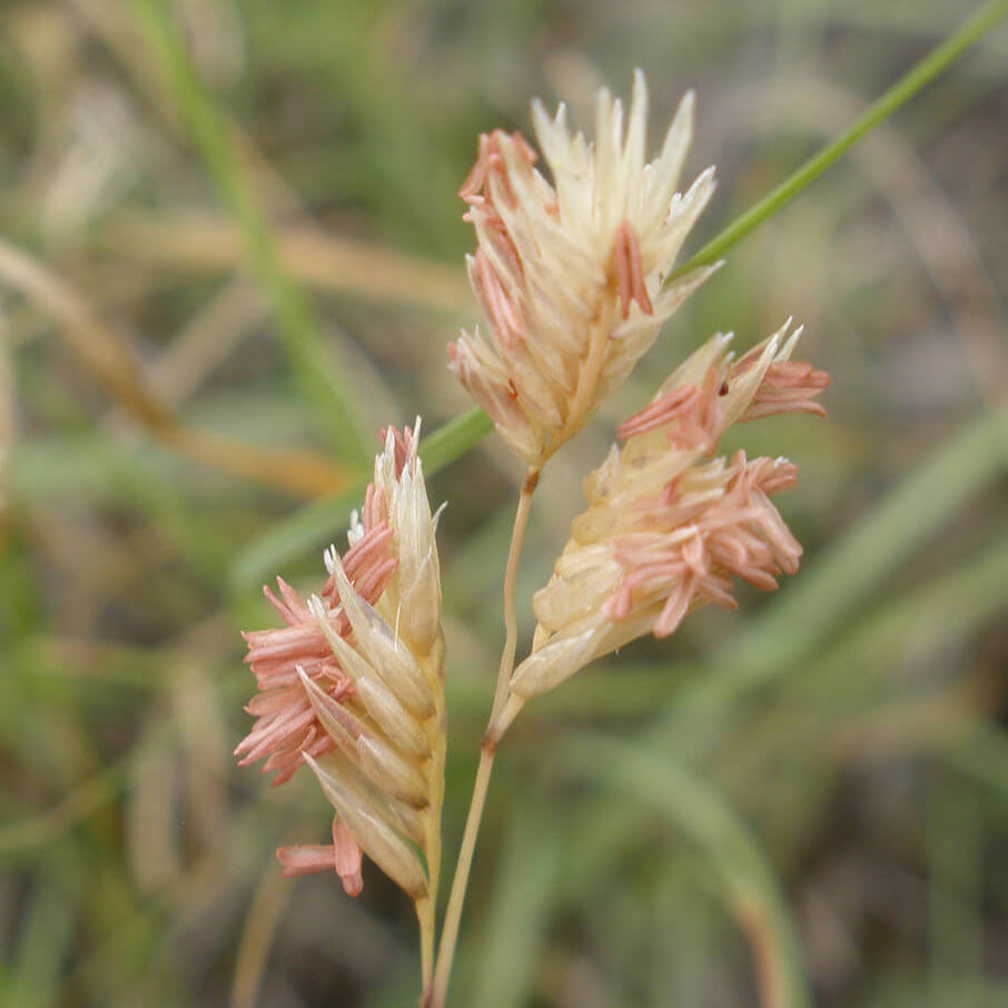 Bouteloua Dactyloides Buffalo Seeds