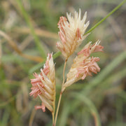 Bouteloua Dactyloides Buffalo Seeds