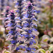 Ajuga Seeds, Ajuga reptans