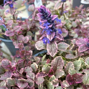 Ajuga Seeds, Ajuga reptans