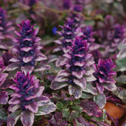 Ajuga Seeds, Ajuga reptans