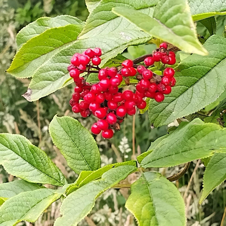 Bunchberry Seeds