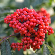 Bunchberry Seeds