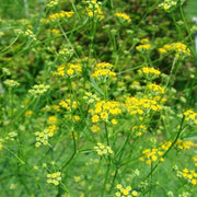 Golden Blooms Bupleurum Seeds