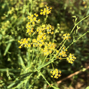 Golden Blooms Bupleurum Seeds