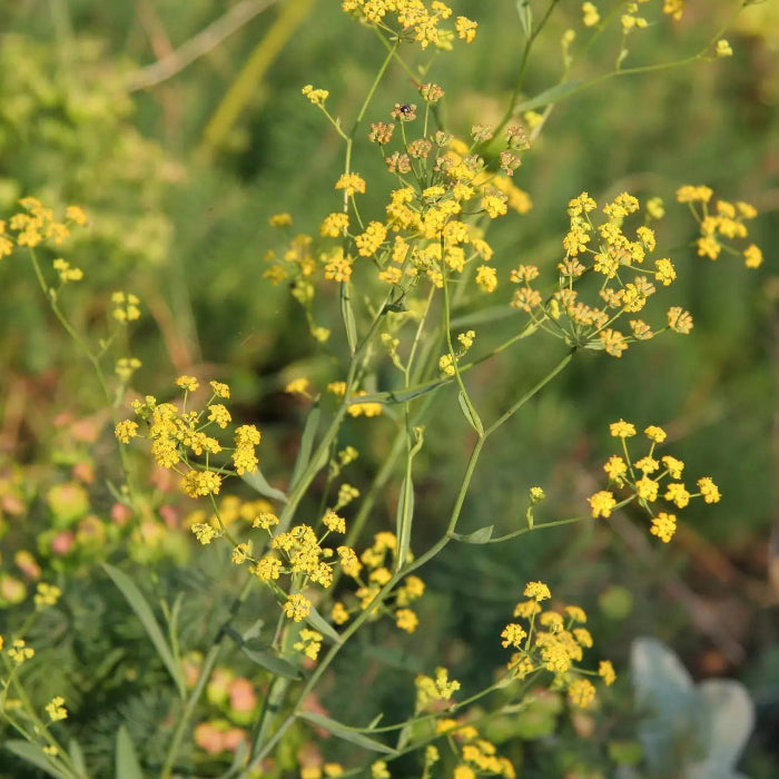 Golden Blooms Bupleurum Seeds