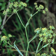 Golden Blooms Bupleurum Seeds