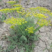 Golden Blooms Bupleurum Seeds