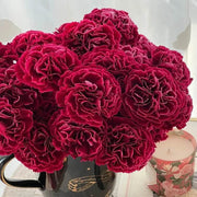 Red Seeds, Dianthus caryophyllus Flower Seeds