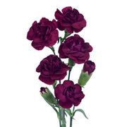 Red Seeds, Dianthus caryophyllus Flower Seeds