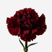 Red Seeds, Dianthus caryophyllus Flower Seeds