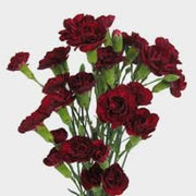 Red Seeds, Dianthus caryophyllus Flower Seeds