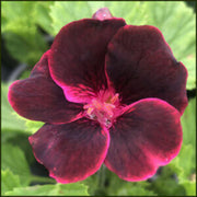 windflower Burgundy Geranium Seeds