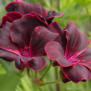 windflower Burgundy Geranium Seeds
