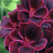 windflower Burgundy Geranium Seeds