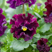 Burgundy Pansy Seeds