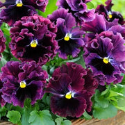 Burgundy Pansy Seeds