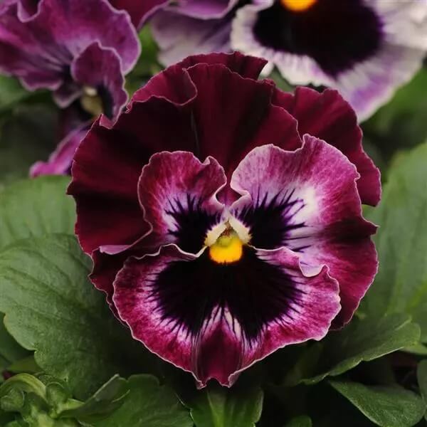 Burgundy Pansy Seeds