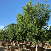 Burgundy Plum Seeds - Fruit Plant For Home Gardens