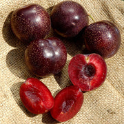 Burgundy Plum Seeds - Fruit Plant For Home Gardens