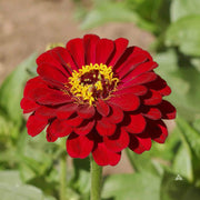 Zinnia Seeds, Zinnia elegans Flower Seeds