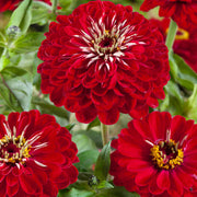 Zinnia Seeds, Zinnia elegans Flower Seeds