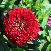 Zinnia Seeds, Zinnia elegans Flower Seeds