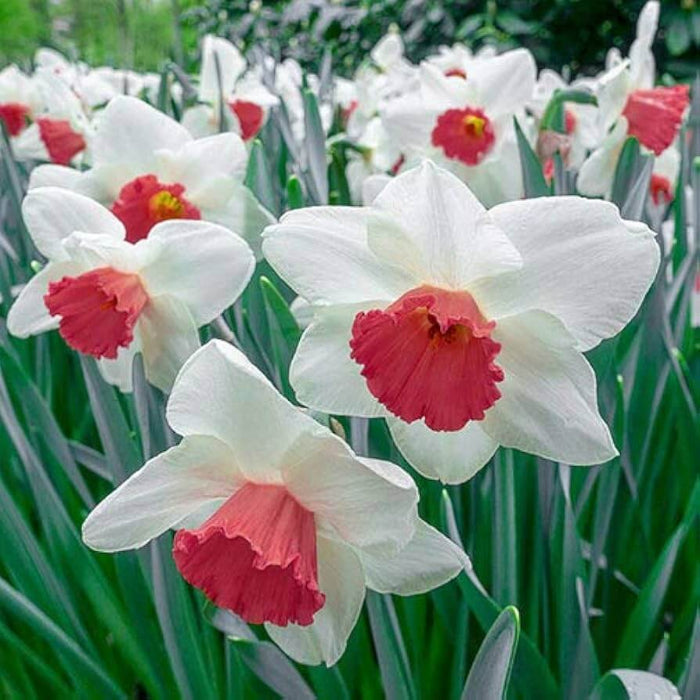 Burgundy White Daffodil Seeds - Flower Plant