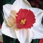 Burgundy White Daffodil Seeds - Flower Plant