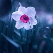 Burgundy White Daffodil Seeds - Flower Plant