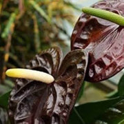 Burgundy anthurium Seeds