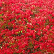 Kochia Burning Bush Seeds, Bassia scoparia Flower Seeds