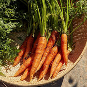 Carrot Seeds, Daucus carota subsp. sativus Vegetable Seeds
