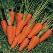 Carrot Seeds, Daucus carota subsp. sativus Vegetable Seeds