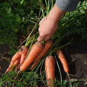 Carrot Seeds, Daucus carota subsp. sativus