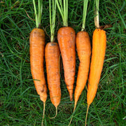 Carrot Seeds, Daucus carota subsp. sativus Vegetable Seeds