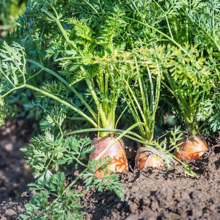 Carrot Seeds, Daucus carota subsp. sativus Vegetable Seeds