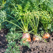 Carrot Seeds, Daucus carota subsp. sativus
